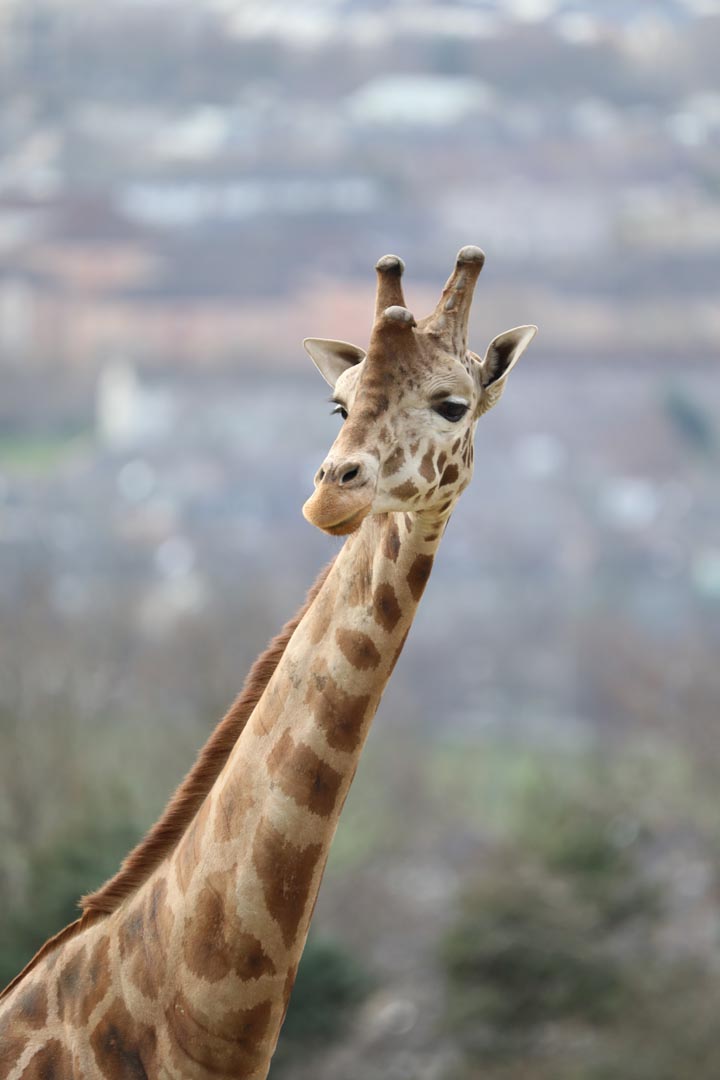 Giraffe facing to the left [portrait] IMAGE: Amy Middleton 2023